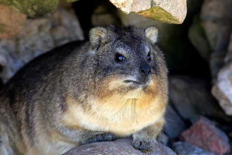 Rock Dassie