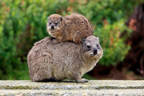 Rock Dassie