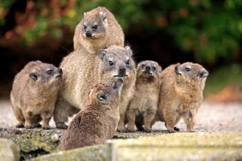 Rock Dassie