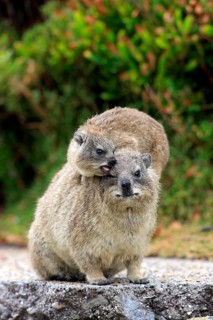 Rock Dassie