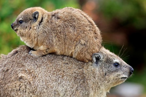 Rock Dassie