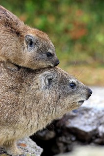 Rock Dassie