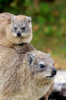 Rock Dassie
