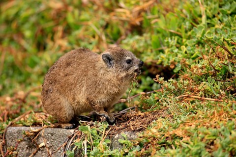 Rock Dassie