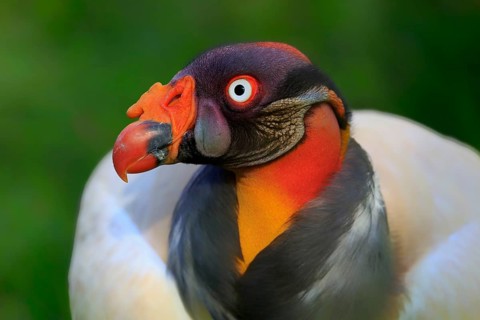 King vulture