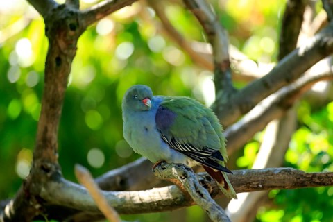 Green Fruit Dove african green pigeon