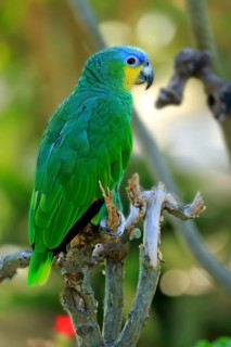 Orange-winged Amazon