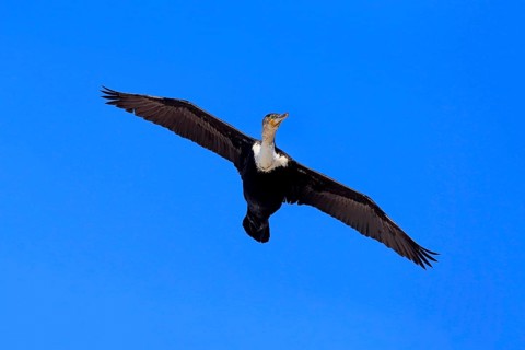 White breasted Cormorant