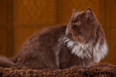 British longhair cat