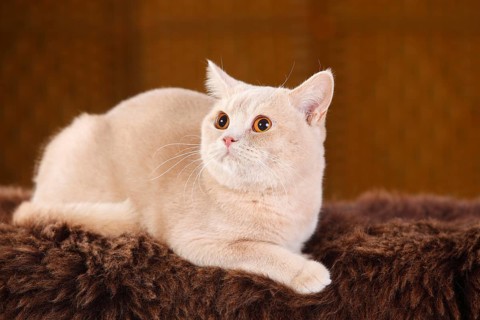 British shorthair cat
