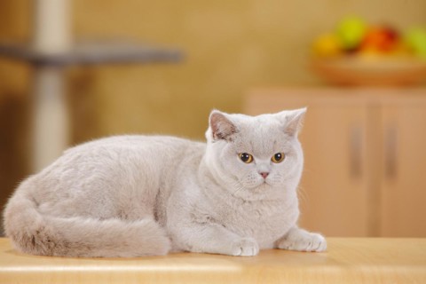 British shorthair cat