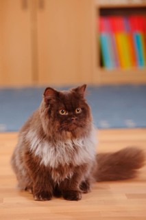 British longhair cat