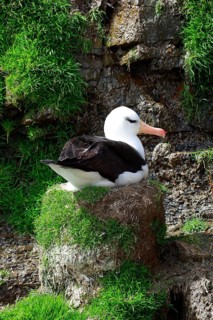 Black-browed Albatross DIOMEDEA MELANPHORIS Sitting on a dome nest