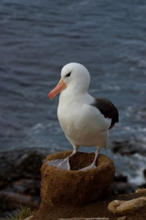 Black-browed Albatross DIOMEDEA MELANPHORIS Standing on the Dome Nest Saunders Island Falkland