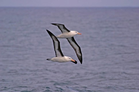 Black-browed Albatross DIOMEDEA MELANPHORIS Two birds flying in Antarctica