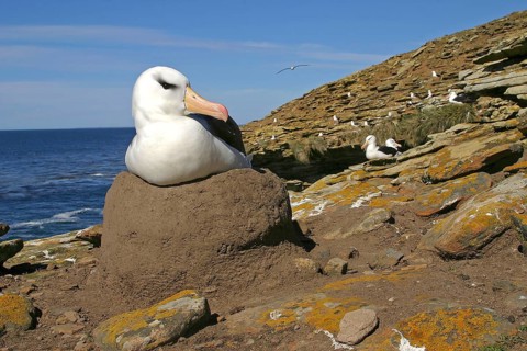 Adult Black-browed Albatross