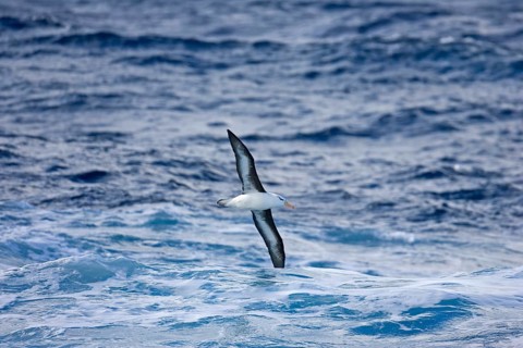 Adult black-browed albatross