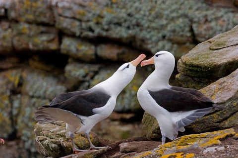 Adult pair of Black-browed Albatrosses