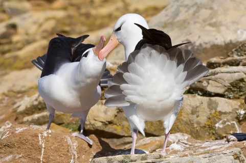 Adult pair of Black-browed Albatrosses