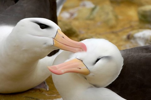 Adult pair of Black-browed Albatrosses