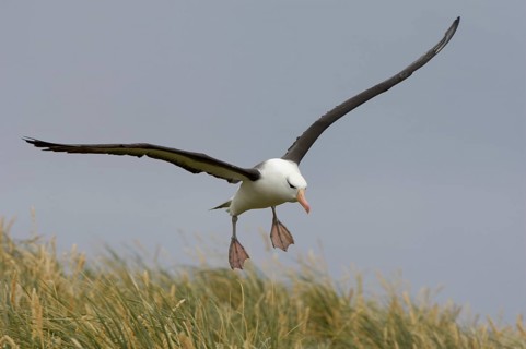 Adult black-browed albatross