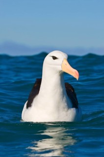 Subantarctic black-browed albatross