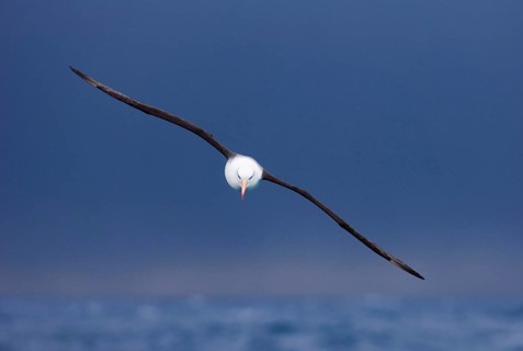 Adult black-browed albatross