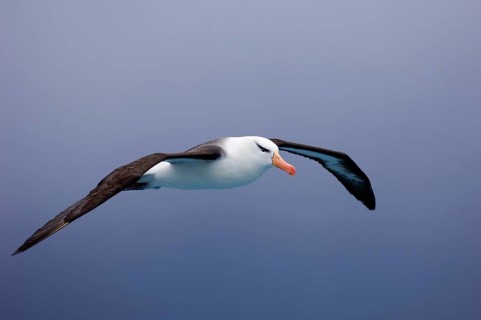 Adult black-browed albatross