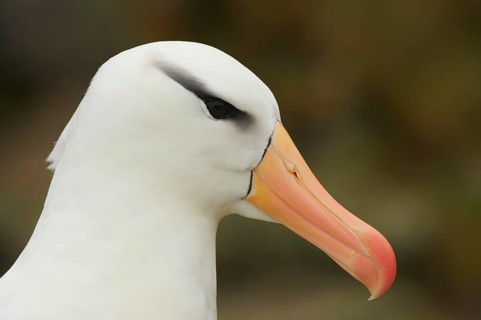 Adult black-browed albatross