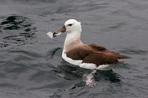 Black-browed Albatross