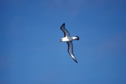 Buller's albatross