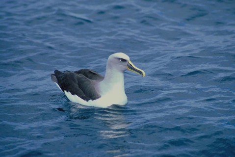 Buller's Albatross