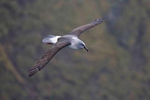 Grey-headed albatross
