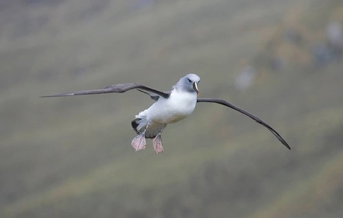 Adult grey-headed albatross