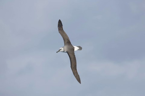 Grey-headed albatross