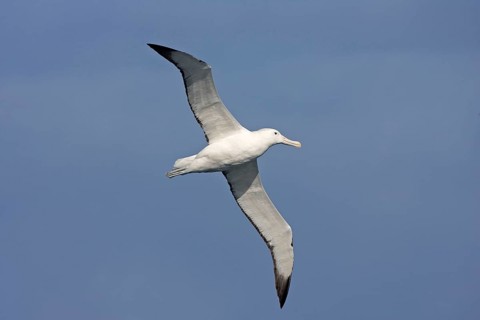 Southern southern royal albatross