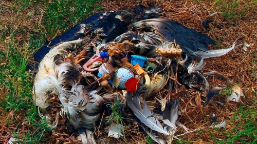 Laysan albatross