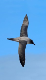 Light-mantled Sooty Albatross