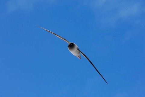 Light-mantled Sooty Albatross