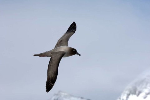 Light-mantled Sooty Albatross
