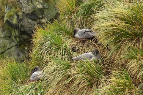 Light-mantled Russian Albatross