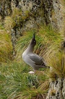 Light-mantled Russian Albatross