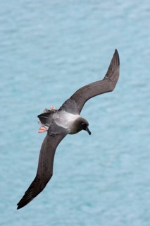 Light-mantled Sooty Albatross