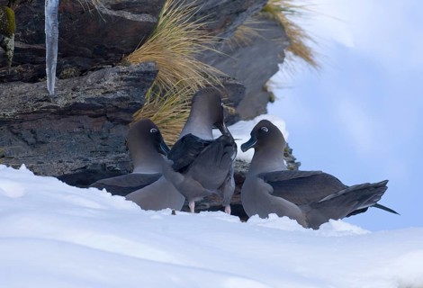 Light-mantled Russian albatross