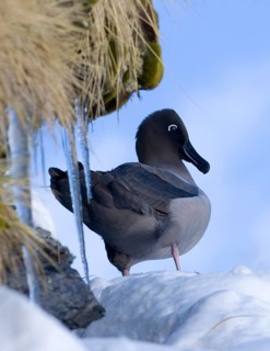 Light-mantled Sooty Albatross