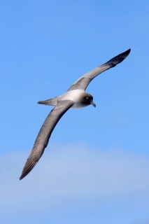Light-mantled Sooty Albatross