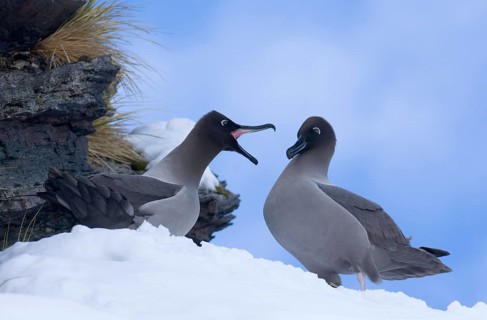 Light-mantled Sooty Albatross