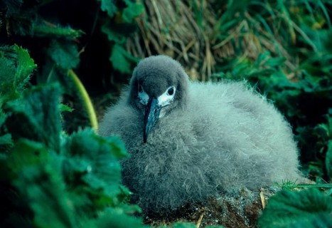 Dark Sooty Albatross