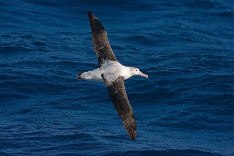 Wandering albatross