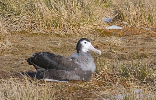 Wandering albatross
